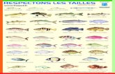 Méditerranée - apppvalras.orgapppvalras.org/docs/Affichettes tailles poissons 2012.pdf · Méditerranée Bonite à dos rayé (S ! " ! ) 40 cm* Congre (C˜˚˘ ! ˜˚˘ !) 60 cm