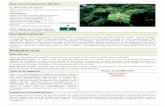 Reynoutria japonica Houtt. Morvant Y. CBN Méditerrané Reynoutria-japonica-sr.pdf · Impacts sur la biodiversité La Renouée du Japon est une espèce très compétitrice du fait