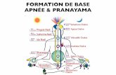 FORMATION DE BASE APNÉE & PRANAYAMA · PDF fileintroduction Pranayama est donc la “science de la respiration”. Son utilisation est donc toute naturelle pour les apnéistes que