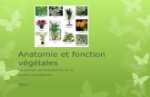 Anatomie et fonction végétales - esna.  · PDF fileAnatomie et fonction végétales Les plantes monocotylédones et les plantes dicotylédones SBI3U