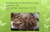 Anatomie et fonctions des plantes III La racine · PDF fileAnatomie et fonctions des plantes III La racine (section 13.3) SBI3U . Les rôles de la racine ... au cours de la transpiration