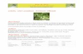 Livèche, celeri perpétuel, levisticum officinale · PDF fileLa plante est très productive, il s´agit de l´une des premières potagères que l´on récolte, les feuilles apparaissant
