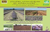 Brochure plantes aromatiques et medicinales-1 · PDF fileLes deux destinations finales (plante séchée ou huile essentielle) peuvent être complémentaires l'une de l'autre, sous