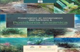 Préservation et conservation des herbiers à Posidonia … ramoge/Posidonia_ramoge.pdf · Chapitre 6.Feuilles mortes de Posidonia oceanica, plages et réensablement : Giovanni Diviacco,