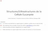 Structures/Ultrastructures de la Cellule Eucaryote - ngyx.eungyx.eu/onewebmedia/UltrastructuresEucaryotiquesEchelleduVivant_5... · La taille d'une cellule végétale est de 10-100