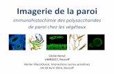 Imagerie de la paroi - Station Biologique de Roscoffapplication.sb-roscoff.fr/download/umr7139/glycobiologie/czjzek/... · • entoure chaque cellule végétale ... La dégradation