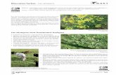 Mauvaises herbes - Les séneçons 6.4.5 - Etat de Fribourg · PDF fileFleurs de séneçon jacobée ... Milieu: zone de montagne dès 600 m - dans les Alpes. Gé-néralement rare, mais