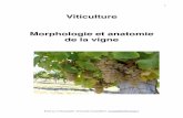 Viticulture Morphologie et anatomie de la vigne -  · PDF fileViticulture Morphologie et anatomie de la vigne! 1 École du vin Muscadelle   muscadelle24@orange.fr