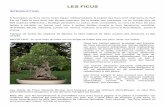 LES FICUS - lecentre FICUS.pdf · Les plants de Ficus Ginseng Bonsai sont toxiques pour les animaux domestiques; ce peut être particulièrement dangereux si ces derniers mangent