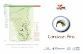 Corsican pine - Forestry Commission FILE/... · PDF fileCorsican Pine - Pinus nigra Native to Corsica, Sicily and S. Italy, Corsican evergreen Pine is planted for its superior timber.