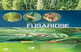 Pour en savoir plus sur la - Agri-Réseau · Fusarium produites sur ces résidus sont transportées par le vent ou la pluie jusqu’aux épis. Si les conditions climatiques sont favorables,