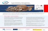 La tortue caouanne dans la mer d’Alboran - iucn.org · écailles costales et 11 à 13 écailles marginales de chaque côté. ... C’est la seule tortue marine qui niche dans la