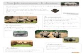 Une fiche documentaire : le rhinocéros - Bout de Gomme | A … ·  · 2017-08-12Très agiles, ils peuvent aussi faire volte-face en ... Microsoft Word - Le_rhinoceros_documentaire_BDG_2017.docx