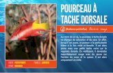 Pourceau à tache dorsale - Aquarium de la Guadeloupe · Au cours de sa vie, le pourceau à tache dorsale va changer de coloration et de sexe. En effet, ... base of tail and tail.