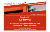 Chapitre 16 : Le larynxunf3s.cerimes.fr/media/paces/Grenoble_1112/chaffanjon_philippe/... · LARYNX : conduit aérifère et organe phonatoire caudal ventral langue arcades dentaires