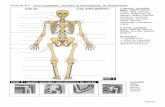 8 Os, muscles et mouvement (L)xmoncartabledunet.fr/Archive-fichiers/Sciences/Os-muscles-mouvement... · Sciences SCIENCES : os et squelette, muscles et articulations, le mouvement