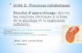SBI4U 2013 (révisé 2014) - esna.  · PDF filepharmacie.com/biochimie/metabolism e-des-glucides.html * * LABO réflexion (Le taux métabolique et l’exercice) p. 77 *