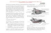 ATLAS D’ACCES LIBRE EN CHIRURGIE ORL ET … MAXILLECTOMIE TOTALE, ... dimensions de l’anatomie du maxillaire et des structures adjacentes est essentielle. Par conséquent, ...