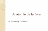 Anatomie de la face - amiform.com descriptive de la face ... Branche cervico-faciale : Rameau buccal inférieur Rameau mentonnier Rameaux cervicaux . Nerf facial