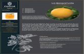 La Bergamote€¦ ·  · 2017-06-30l’ensemble de l'Asie. Du point de vue botanique, la bigarade est une espèce distincte de l'orange douce, et lui est antérieure. Sa pulpe n'est