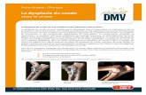 La dysplasie du coude chez le chien - Centre DMVcentredmv.com/wp-content/uploads/2013/09/Dysplasie-du-coude-chez... · médiale de l’ulna et de l’aspect médial du condyle huméral