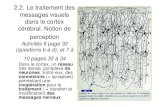 svt.leverrier.free.fr -Le traitement des messages visuels ...svt.leverrier.free.fr/IMG/pdf/2-2-_Le_traitement_cortical_des... · 2.2. Le traitement des messages visuels dans le cortex