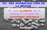 A- Les accidents de la - philippe.joyeux37.free.frphilippe.joyeux37.free.fr/TS/ts-2013/documents/brassage genetique... · A- Les accidents de la méiose à l’origine de caryotypes