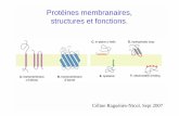 Protéines membranaires, structures et fonctions. · membrane plasmique Phosphatidylserine Phosphatidylethanolamine Phosphatidylcholine Glycolipides extérieur intérieur 0 10 90