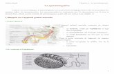 La spermatogenèse - poly-prepas.com spermatogenèse (L1 SANTE).pdf · Embryologie Chapitre 2 : la spermatogenèse