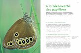 À la découverte des papillons - unitheque.com · On reconnaît l’Aurore de Provence à la couleur de fond des ailes supérieures, ... ailes arrière est brune avec une large bande
