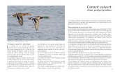Guide canards - Canard colvert - Oncfs · parfois impossible la détermination de leur sexe ou de leur âge par le seul examen des ailes. Il est fréquent de noter l’absence de