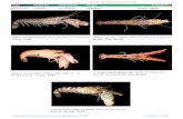 Ordre Infraordre Superfamille Famille Crevettes …crustaceamayotte.free.fr/pdf/bouchard-et-al-2009-mayotte-crustacea/... · Algue Halimeda, sur laquelle vit cette espèce mimé-tique