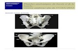 bassin et de la hanche Planches anatomiques du …€¦ · Vue postèrieure des muscles fessiers anatomie musculaire Anatomie musculaire Page 3 Planches anatomiques du bassin et de