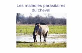 Les maladies parasitaires du cheval - ULg · Les strongles du cheval : les grands et les petits strongles Caractères morphologiques du genre Strongylus STRONGYLUS (grands strongles)