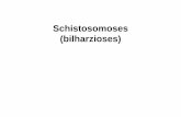 schistosomoses douves SF poly · INGESTION oeufs milieu extérieur : larves 1 larves 2 enkystées HI : mollusque plantes aquatiques (limnée) larves 2. Distomatose : cycle. Distomatose