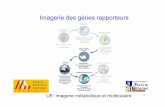 Imagerie des gènes rapporteurs LOZZAscinti.edu.umontpellier.fr/files/2013/02/Imagerie-des-genes-rap... · -blocage de la réplication virale et infection de la cellule par le virus