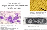 Synthèse surbcpst-svt-parc.fr/wordpress/wp-content/uploads/2013/10/diapo... · vacuole microtubule cortical ... Un exemple de cellule végétale, la cellule chlorophyllienne ou cellule