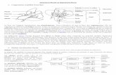 Dissection florale et diagramme floral - Le site SVT de ...lycee.nicolas-cohen.org/fichiers/fichiers_pdf/dissection_florale... · à l’axe de l’inflorescence) transformé en réceptacle