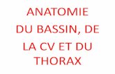 ANATOMIE DU BASSIN, DE LA CV ET DU THORAXmoesaic.isosteo.fr:81/annexes/cours/2016-2017/1A/1A-BB-AMS-de-la... · L’incisure acétabulaire : partie inférieure de la fosse, entre