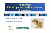 Accouvage: Développement embryonnaire et incubation · En introduction…En introduction… L’accouvage, une activité centrale en aviculture Facteur de compétitivité de la filière