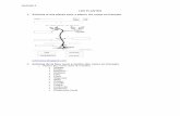 1. Schéma d’une plante pour y placer les noms en françaisapliense.xtec.cat/arc/sites/default/files/Fiches_eleves_activites.pdf · L’observation microscopique de différents