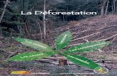 La Déforestation · Les bienfaits des arbres Aujourd'hui, les forêts recouvrent encore 30 à 40% des terres de la planète. Elles jouent plusieurs rôles importants.