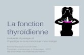La fonction - | Physiologie et Thérapeutiquephysiologie.envt.fr/wp-content/uploads/2011/11/Physiologie_de_la... · I. Les hormones thyroïdiennes A. Formation au niveau de la thyroïde