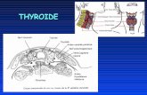 THYROIDE Anatomie: en avant de la trachée. … · Anatomie: en avant de la ... La thyroïde est constituée de deux lobes et un isthme, ... d'entrée de l'artère thyroïdienne inférieure