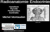 Radioanatomie Endocrinienne - cerf.radiologie.fr · ANATOMIE Thyroïde. Transverse lobe G Longitudinale lobe G volume= L x l x E x 0,5 . Pyramide de Lalouette. ... glande thyroïde