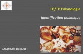 TD/TP Palynologie Identification pollinique - …ephe-paleoclimat.com/Files/Other/TD_Identif_pollen.pdf · TP Identification pollinique . Observation au microscope Vue polaire (VP)