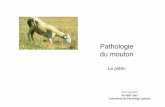 Pathologie du mouton · Pathologie du mouton Le piétin. ... parfois extraites et modifiées à partir d'ouvrages spécialisés. Une source importante est : "Bulletin des GTV, ...