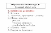 1. Définitions-généralitésroneo07.free.fr/semio_male.pdf · Propédeutique et sémiologie de l’appareil génital mâle 1. Définitions-généralités 2. Scrotum 3. Testicules-Epididymes-Cordons