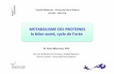 METABOLISME DES PROTEINES le bilan azoté, cycle … · Connaissances PACES : structure des AA, protéines biosynthèse des protéines Objectifs L2 : différentes composantes du métabolisme