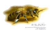 Les abeilles et l'apiculteur - phare.ac-rennes.fr · Les abeilles récoltent le pollen et le nectar des fleurs pour nourrir la colonie. Elles font aussi des Elles font aussi des réserves